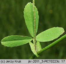 Trifolium patens (koniczyna odstająca)