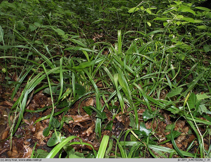 Carex strigosa (turzyca zgrzebłowata)