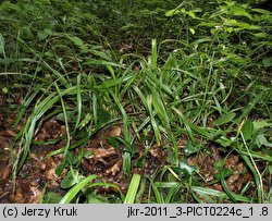 Carex strigosa (turzyca zgrzebłowata)