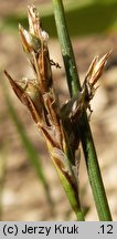 Carex pediformis (turzyca stopowata)