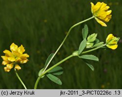 Trifolium patens (koniczyna odstająca)