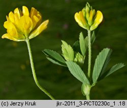 Trifolium patens (koniczyna odstająca)