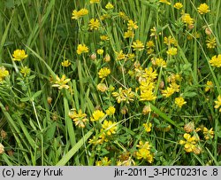 Trifolium patens (koniczyna odstająca)