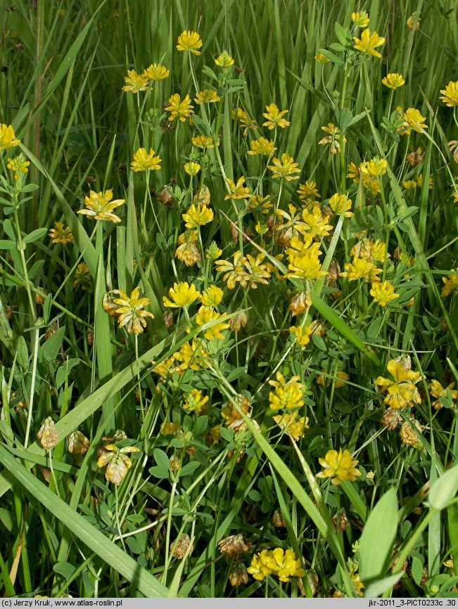 Trifolium patens (koniczyna odstająca)