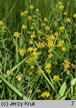 Trifolium patens (koniczyna odstająca)