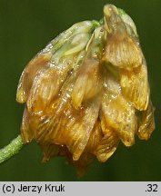 Trifolium patens (koniczyna odstająca)