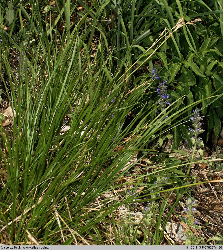 Carex pediformis (turzyca stopowata)