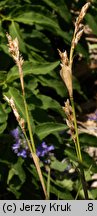 Carex pediformis (turzyca stopowata)