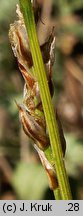 Carex pediformis (turzyca stopowata)