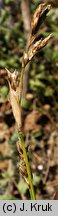 Carex pediformis (turzyca stopowata)