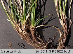 Carex pediformis (turzyca stopowata)