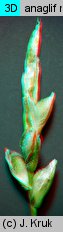 Carex pediformis (turzyca stopowata)