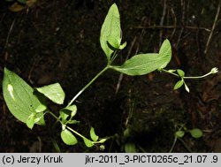 Moehringia trinervia (możylinek trójnerwowy)