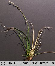 Carex pediformis (turzyca stopowata)