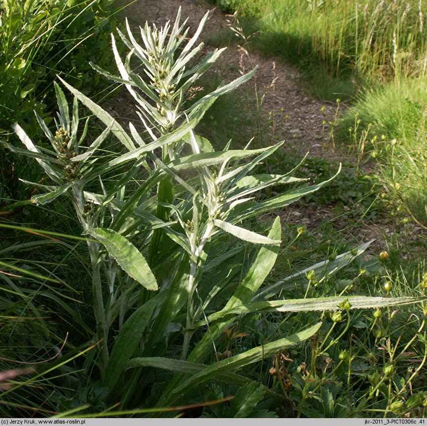 Gnaphalium norvegicum (szarota norweska)