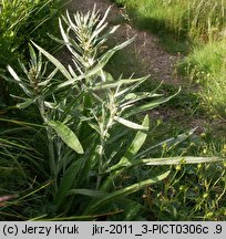 Gnaphalium norvegicum (szarota norweska)