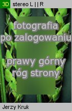 Carex nigra (turzyca pospolita)