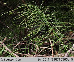 Equisetum pratense (skrzyp łąkowy)