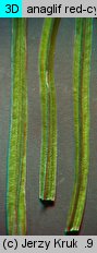 Equisetum pratense (skrzyp łąkowy)