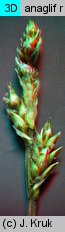 Carex lachenalii (turzyca Lachenala)