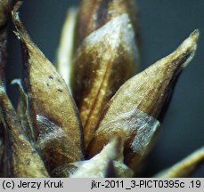 Carex lachenalii (turzyca Lachenala)