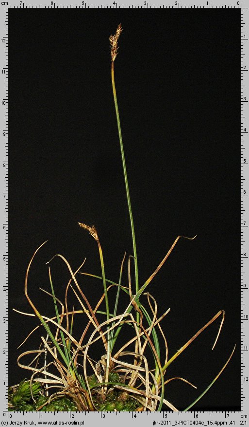 Carex lachenalii (turzyca Lachenala)