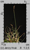 Carex lachenalii (turzyca Lachenala)