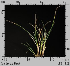 Carex lachenalii (turzyca Lachenala)