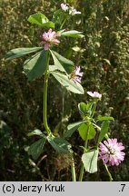 Trifolium resupinatum var. majus (koniczyna skręcona większa)