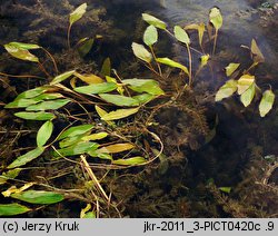 Potamogeton nodosus (rdestnica nawodna)