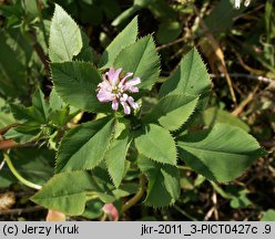 Trifolium resupinatum var. majus (koniczyna skręcona większa)