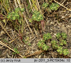 Euphorbia falcata (wilczomlecz sierpowaty)