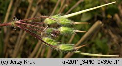 Erodium cicutarium (iglica pospolita)