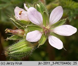 Erodium cicutarium (iglica pospolita)