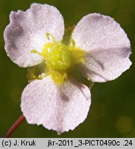 Alisma lanceolatum (żabieniec lancetowaty)