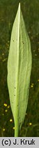 Alisma lanceolatum (żabieniec lancetowaty)