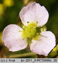 Alisma lanceolatum (żabieniec lancetowaty)