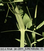 Lathyrus heterophyllus (groszek różnolistny)