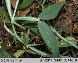 Lathyrus heterophyllus (groszek różnolistny)