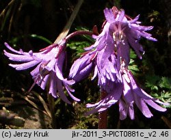 Soldanella montana (urdzik górski)