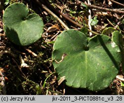 Soldanella montana (urdzik górski)