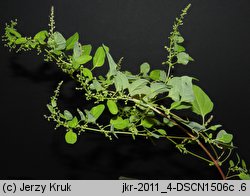 Chenopodium polyspermum (komosa wielonasienna)