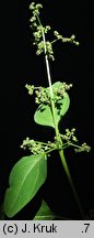 Chenopodium polyspermum (komosa wielonasienna)