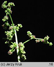 Chenopodium polyspermum (komosa wielonasienna)