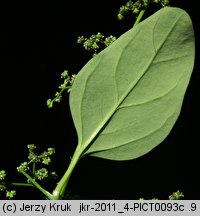 Chenopodium polyspermum (komosa wielonasienna)