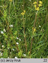 Galium wirtgenii (przytulia Wirtgena)