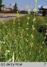 Galium wirtgenii (przytulia Wirtgena)