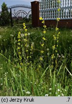 Galium wirtgenii (przytulia Wirtgena)