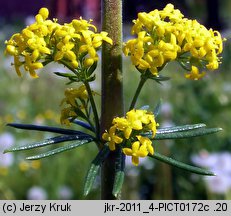 Galium wirtgenii (przytulia Wirtgena)