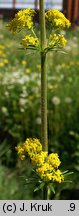 Galium wirtgenii (przytulia Wirtgena)